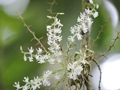 Phymatidium delicatulum, photograph (c) Gabriel Silva Guimarães, some rights reserved (CC BY)