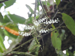 Phymatidium delicatulum, photograph (c) Gabriel Silva Guimarães, some rights reserved (CC BY)