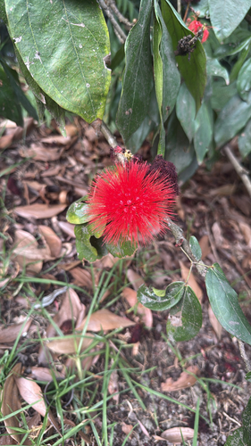 Calliandra trinervia observed 2026-07-11