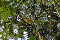 Vireo leucophrys