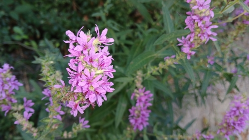 purple loosestrife