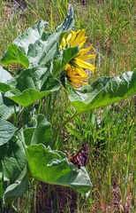Euphydryas editha taylori