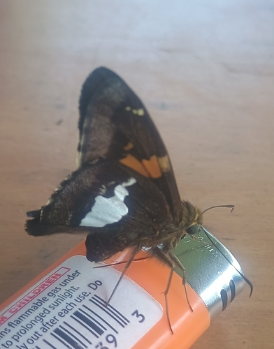 Silver-spotted Skipper