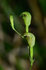 Pterostylis parviflora