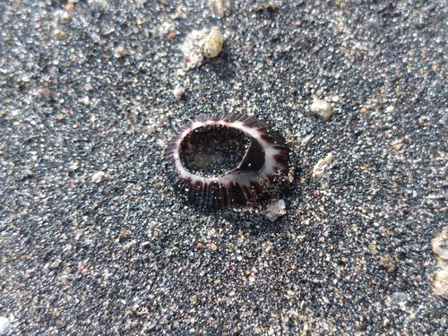 Clypidina notata observed 2026-08-24