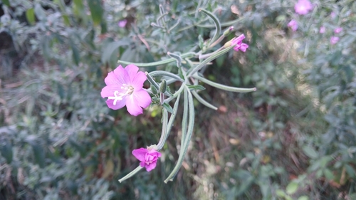 Great Willowherb
