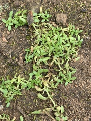 Callitriche marginata