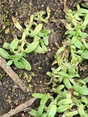 Callitriche marginata