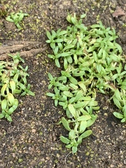 Callitriche marginata