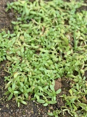 Callitriche marginata