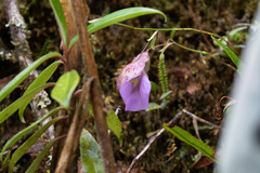 Utricularia unifolia