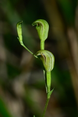 Pterostylis parviflora