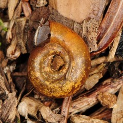 Planorbula armigera
