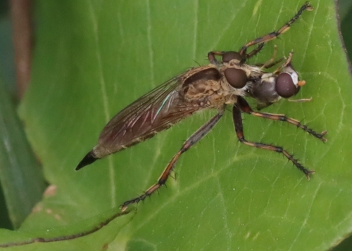 brown heath robberfly, Winschoten, NL-GR, NL, photo 4 of 10