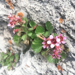 Telesonix heucheriformis