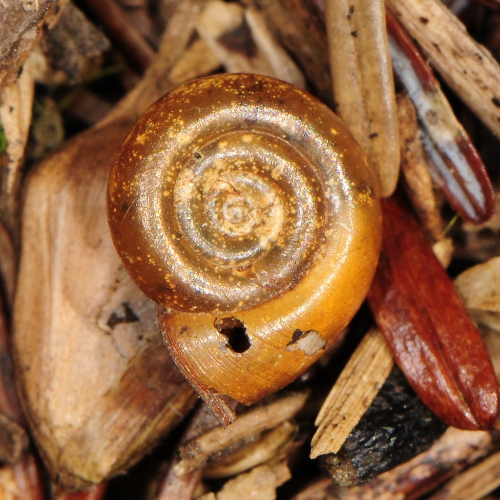 Thicklip Ramshorn
