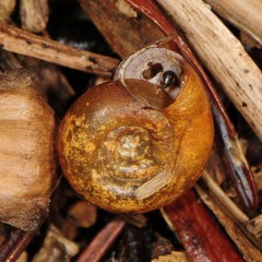 Planorbula armigera
