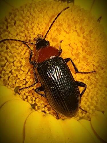 Heliotaurus ruficollis