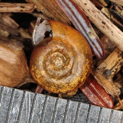 Planorbula armigera