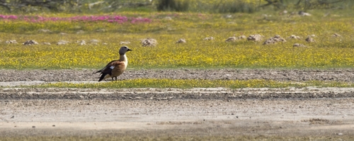 iNaturalist: (c) Daryl de Beer, some rights reserved (CC BY-NC), uploaded by Daryl de Beer iNaturalist image