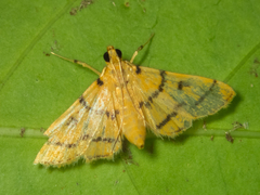 Dichocrocis