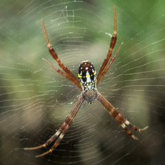 Argiope dang