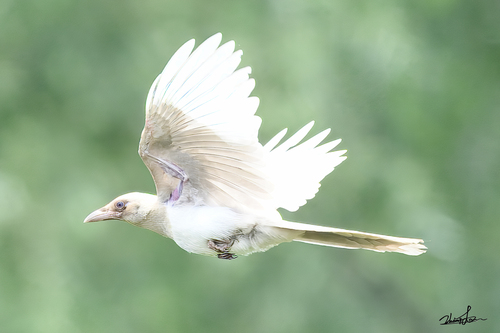 Oriental Magpie, 中国北京市朝阳区, photo 9 of 10