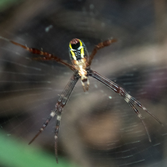 Argiope dang