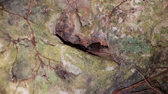 Craugastor yucatanensis