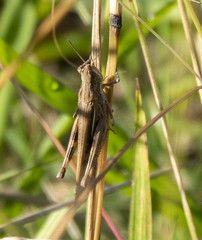 Aiolopus thalassinus dubius