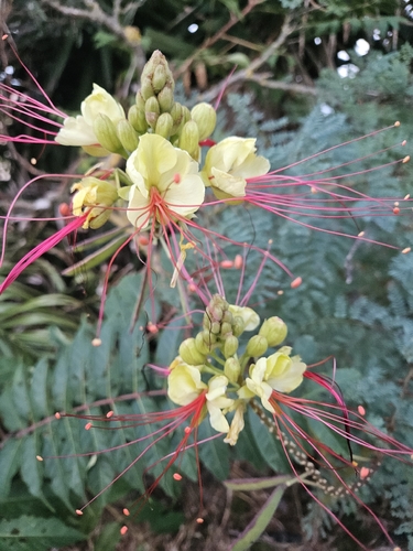 yellow bird-of-paradise shrub