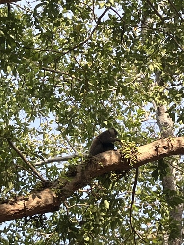 Purple-faced Langur