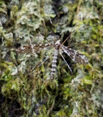 Epiphragma