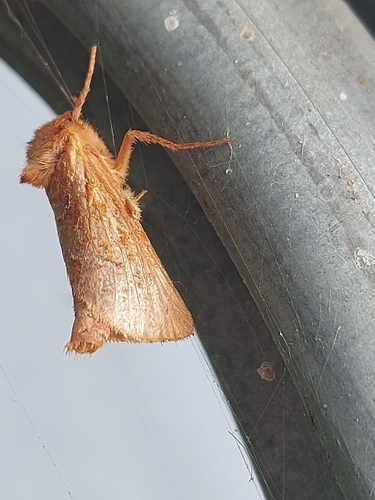 Orange Swift