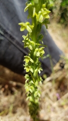 Platanthera michaelii