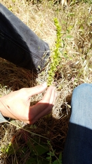 Platanthera michaelii