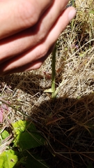 Platanthera michaelii