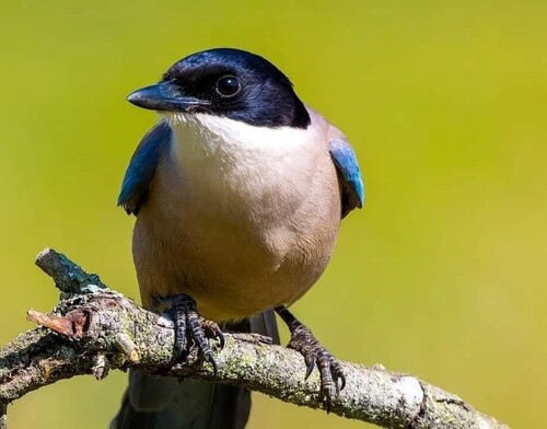 Iberian Magpie
