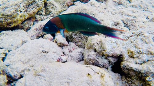 Saddle wrasse (Thalassoma duperrey) — Labridae — 4