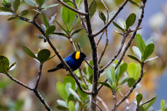 Iridosornis reinhardti