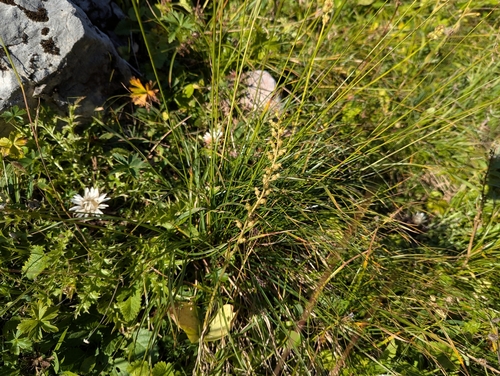 Neottia ovata, photograph 6