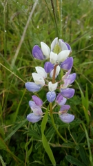 Lupinus variicolor