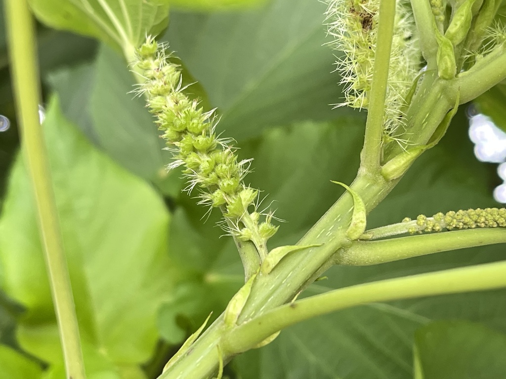Acalypha grandibracteata