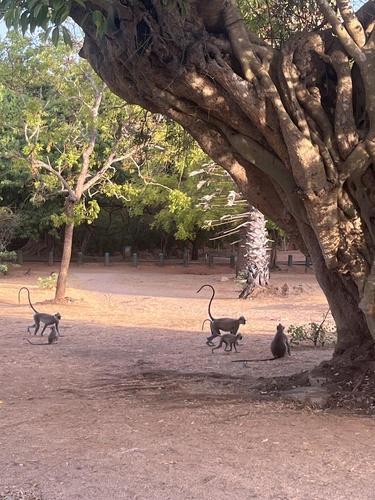 Tufted Gray Langur
