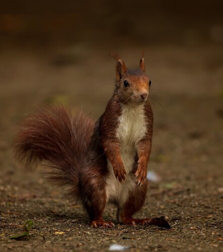 Eurasian Red Squirrel