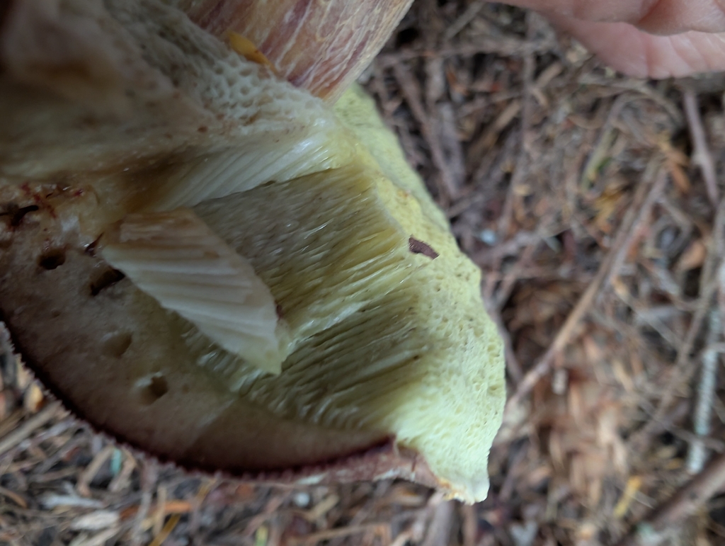 admirable bolete · August 2026 · photo: Photo: (c) humon, some rights reserved (CC BY) · iNaturalist
