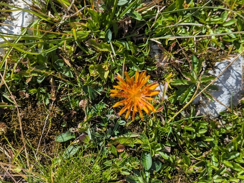 Crepis aurea, photograph 1