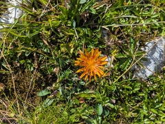 (c) Elias, some rights reserved (CC BY) Crepis aurea, photograph (c) Elias, some rights reserved (CC BY)