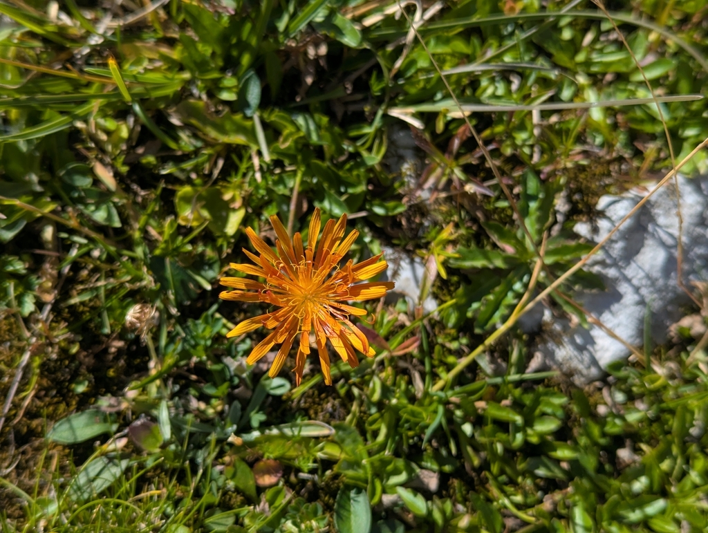 Crepis aurea; photograph (c) Elias, some rights reserved (CC BY)