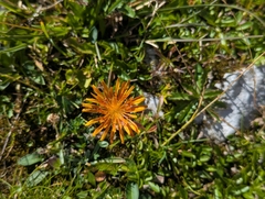 Crepis aurea